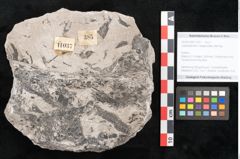 Foto (Objekt + Etikett) von Lepidodendron selaginoides Sternbg. (NHMW-GEO-2024-0188-11037)